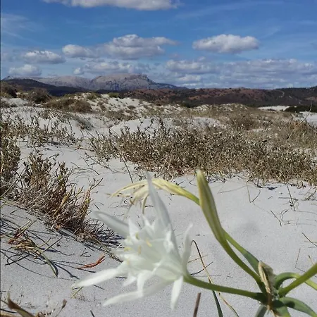 Le Ginestre